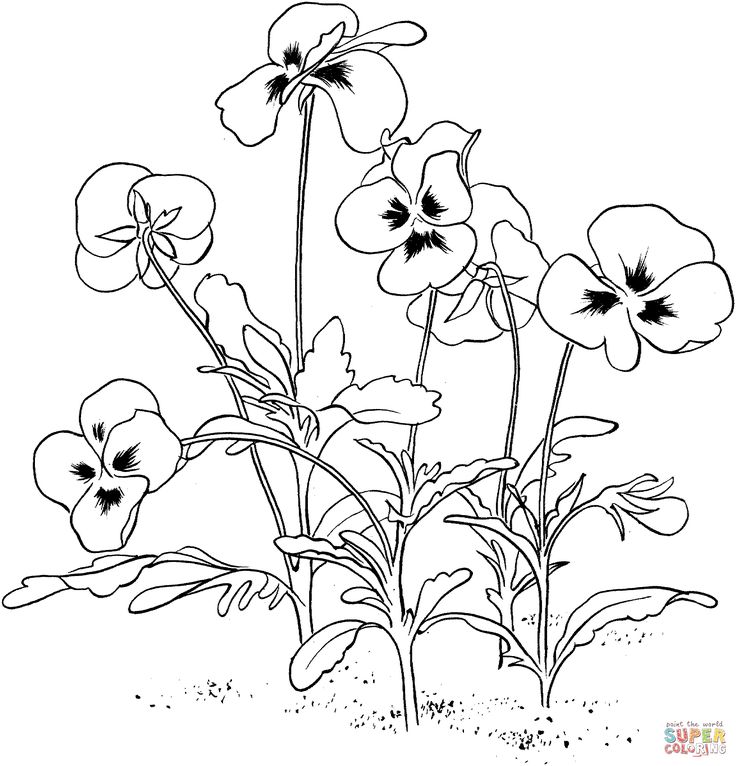 Viola tricolor or pansy coloring page supercoloring coloriage pages de coloration imprimables gratuites coloriage fleur
