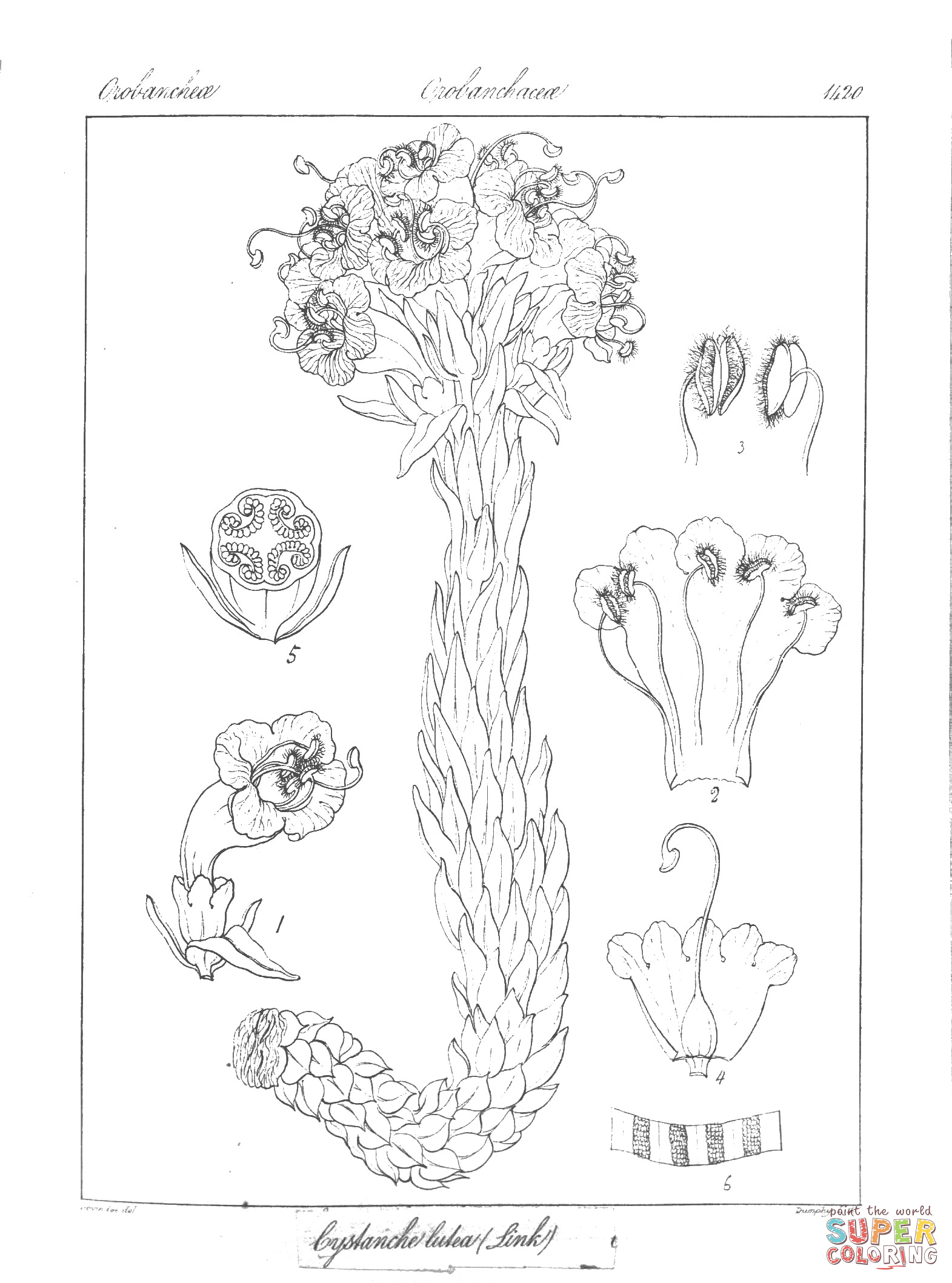Cystanche lutea coloring page free printable coloring pages