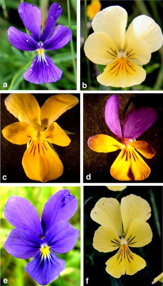 Floral structure and pollen morphology of two zinc violets viola lutea ssp calaminaria and v lutea ssp westfalica indicate their taxonomic affinity to viola lutea plant systematics and evolution