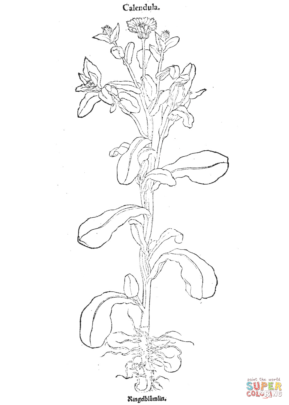Calendula coloring page free printable coloring pages