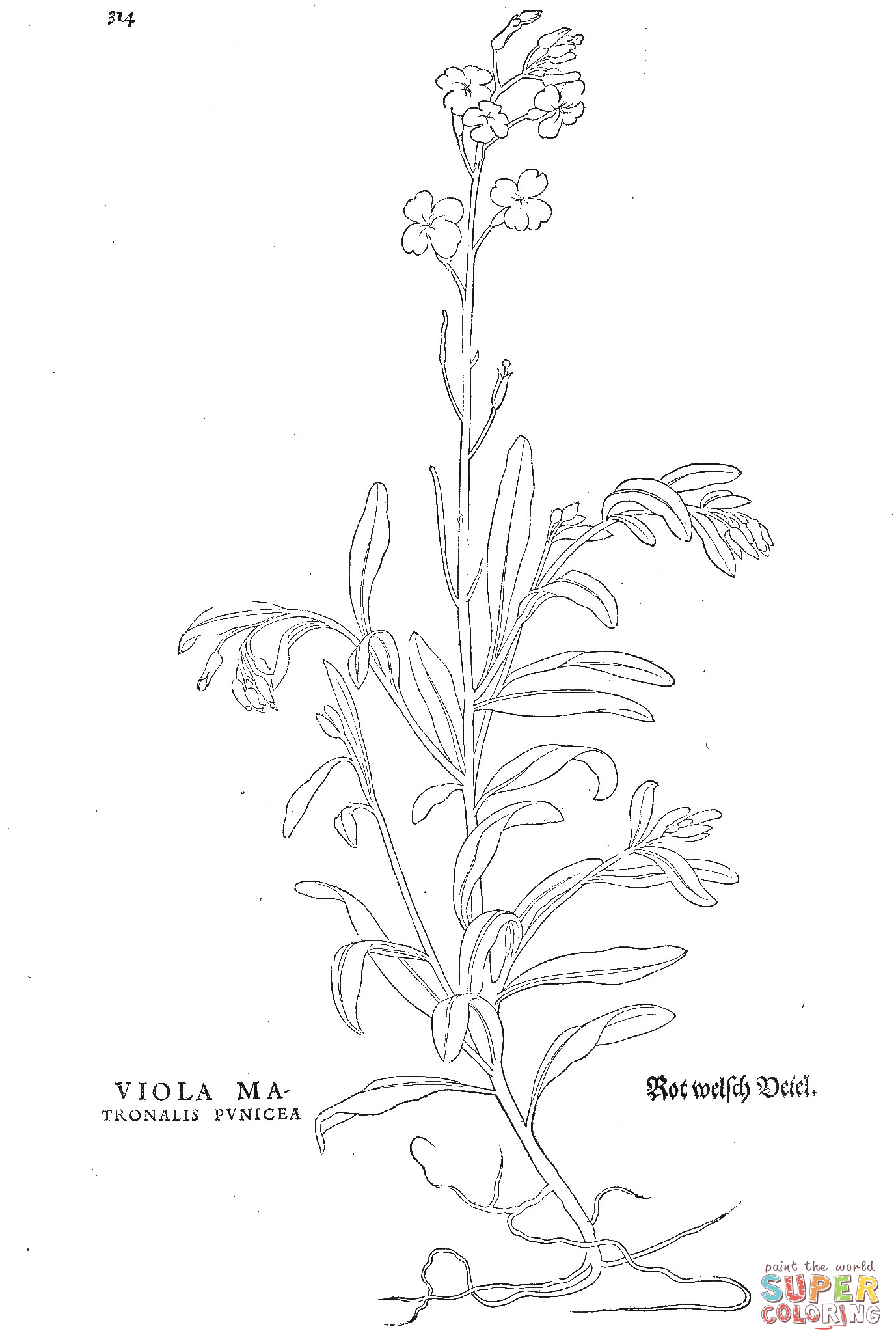 Viola matronalis punicea coloring page free printable coloring pages