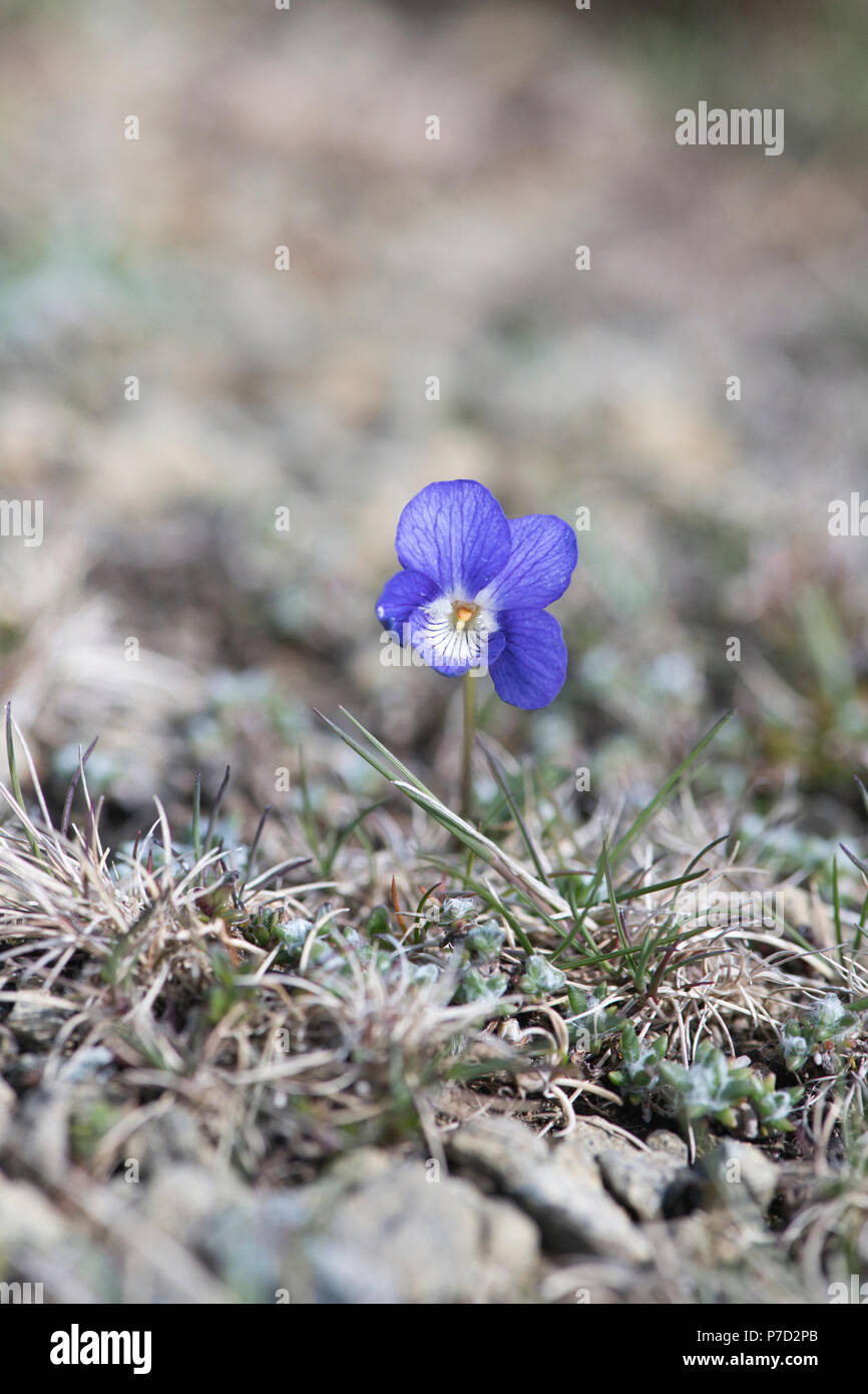 Viola plant hi