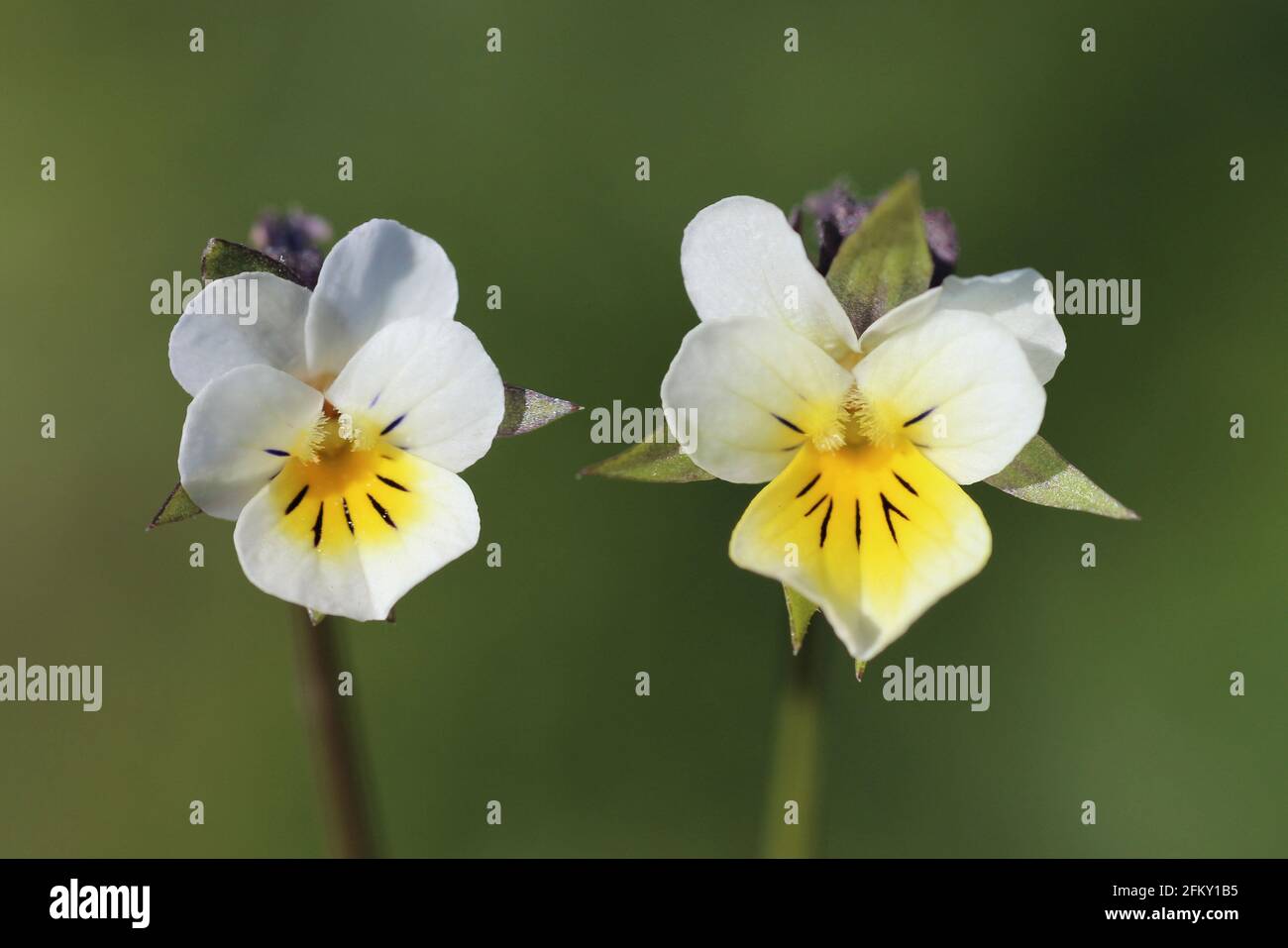 Viola plant uk hi