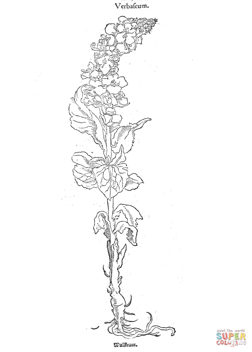 Verbafeum coloring page free printable coloring pages