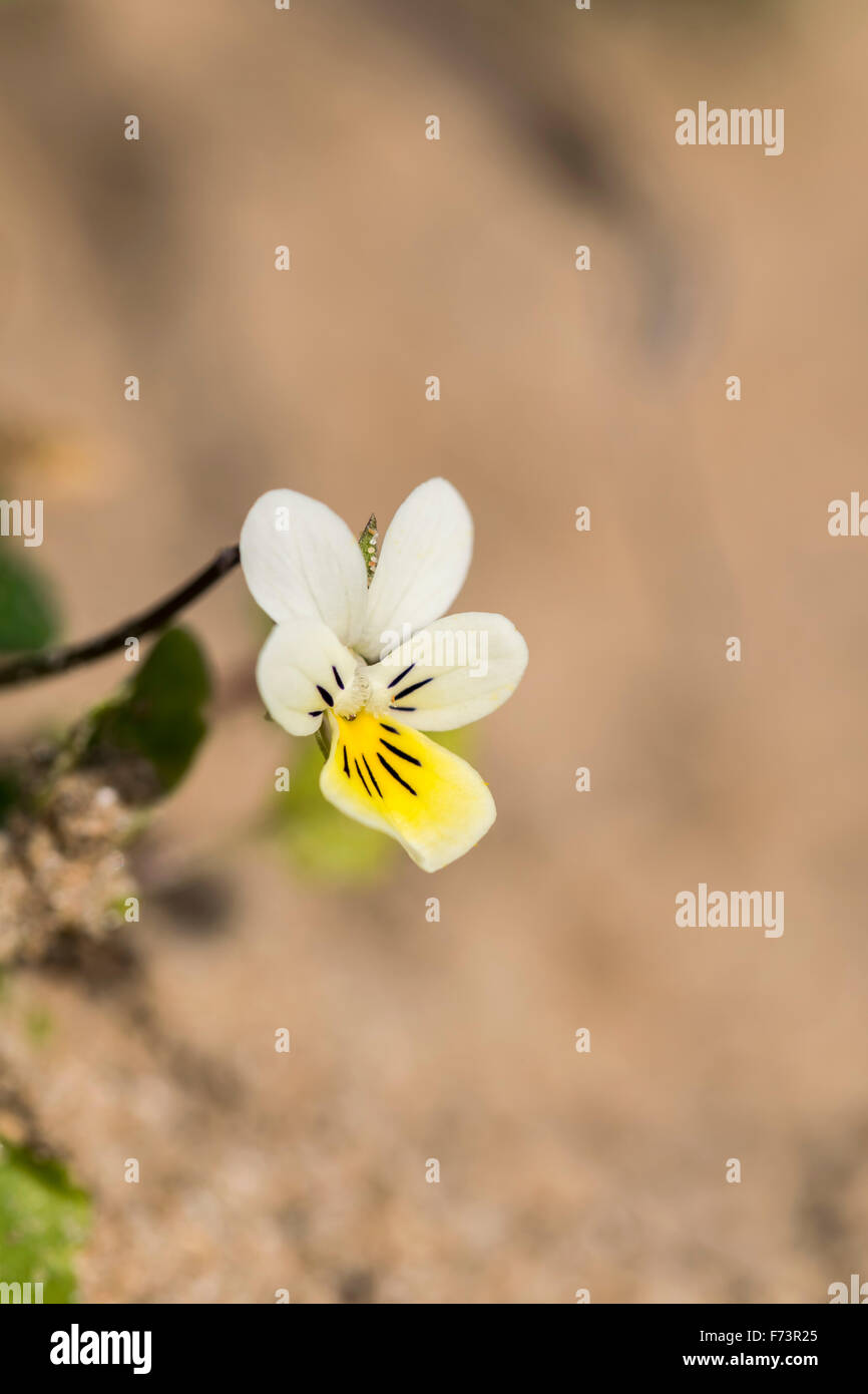 Pansy viola hi