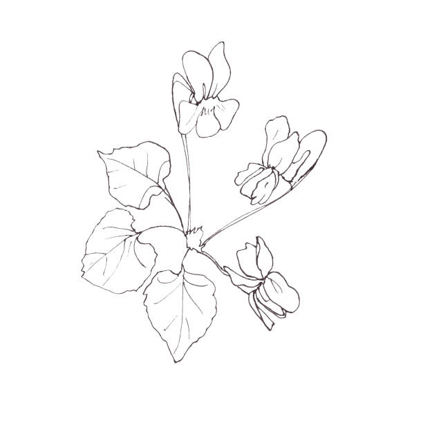 Sweet violet illustrations stock illustrations royalty