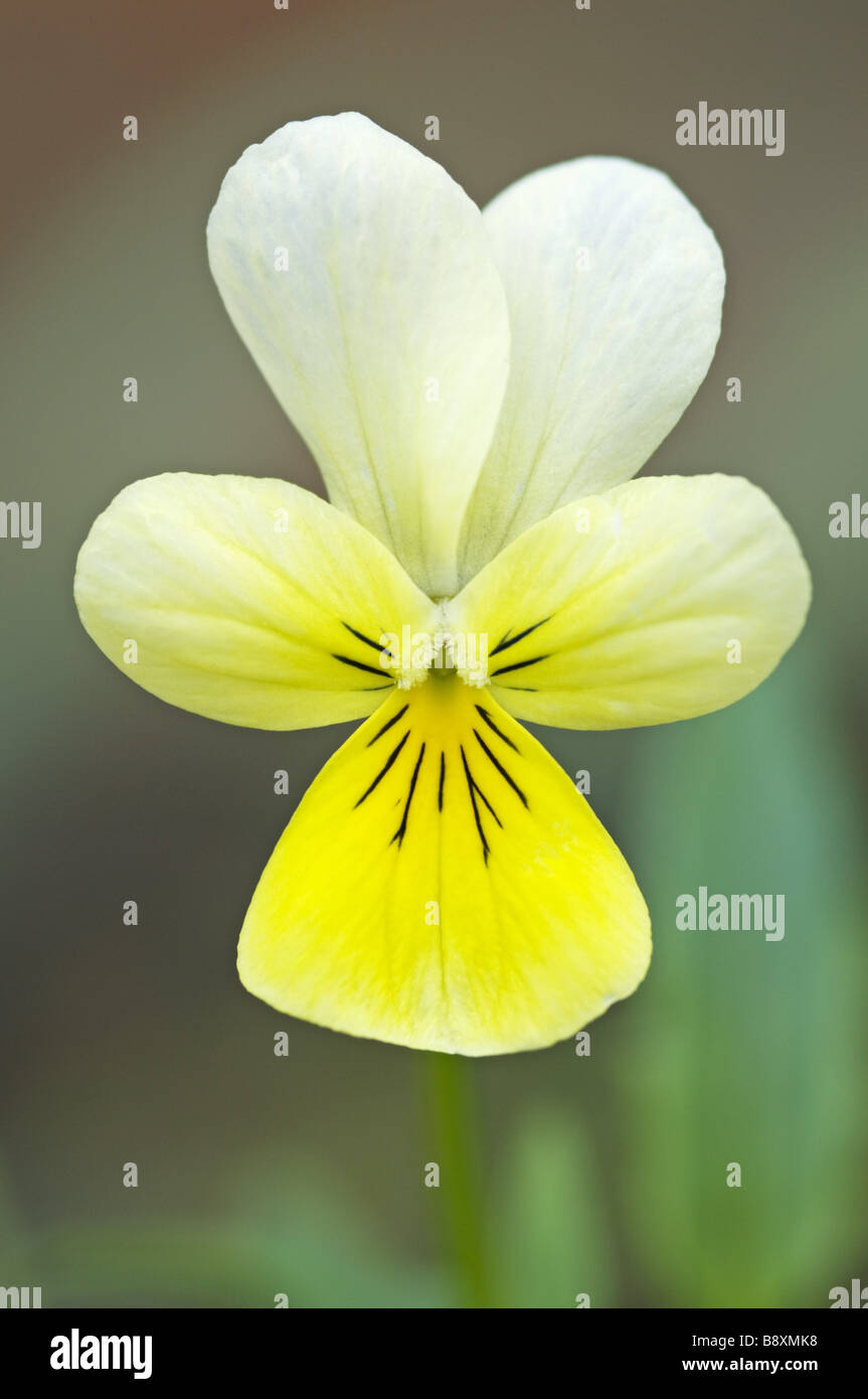 English pansy hi