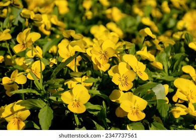 Single viola images stock photos d objects vectors
