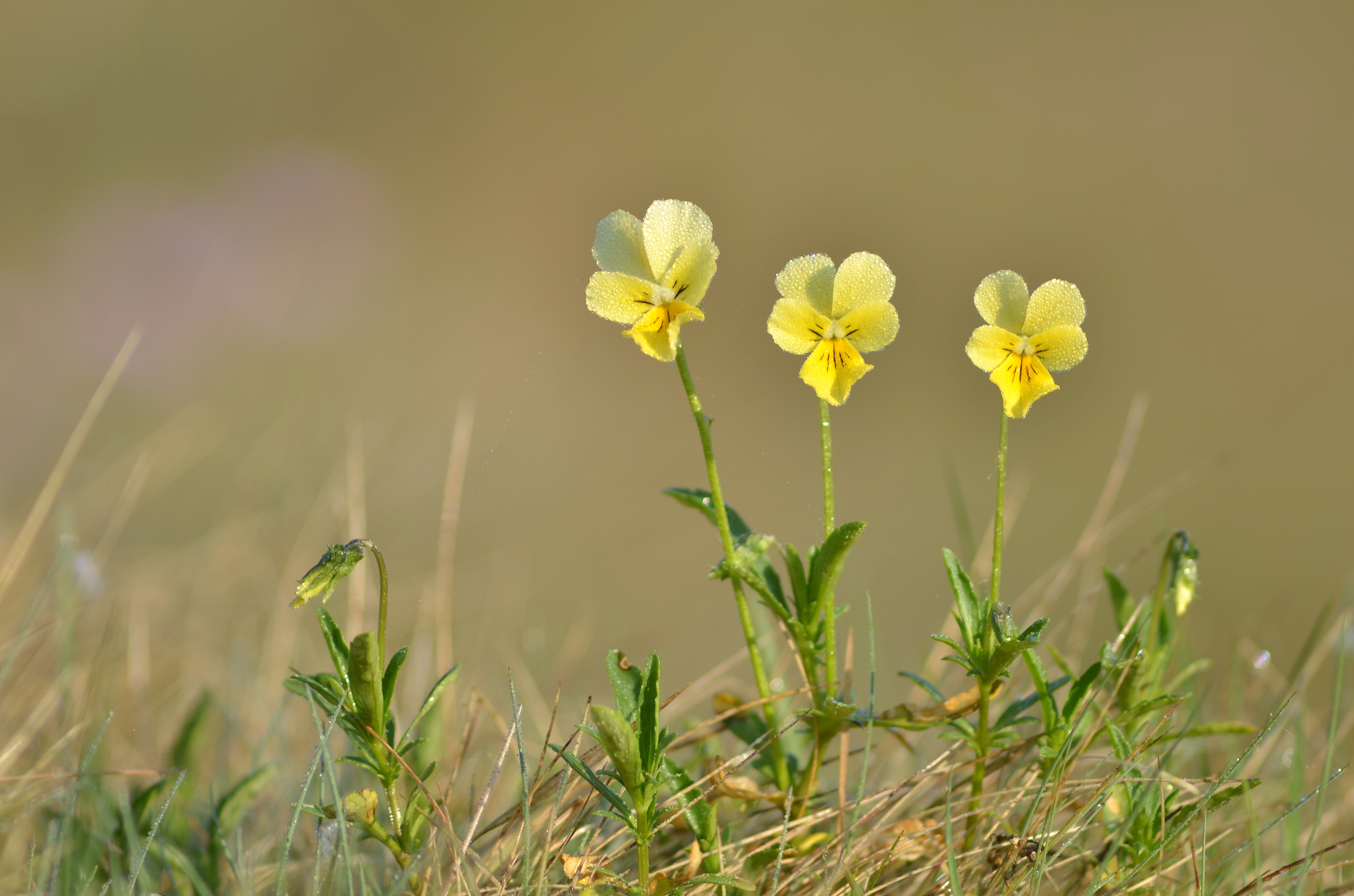Fileviola calaminariajpg