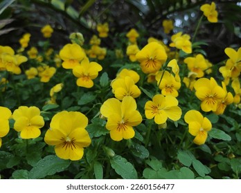 Viola images stock photos d objects vectors