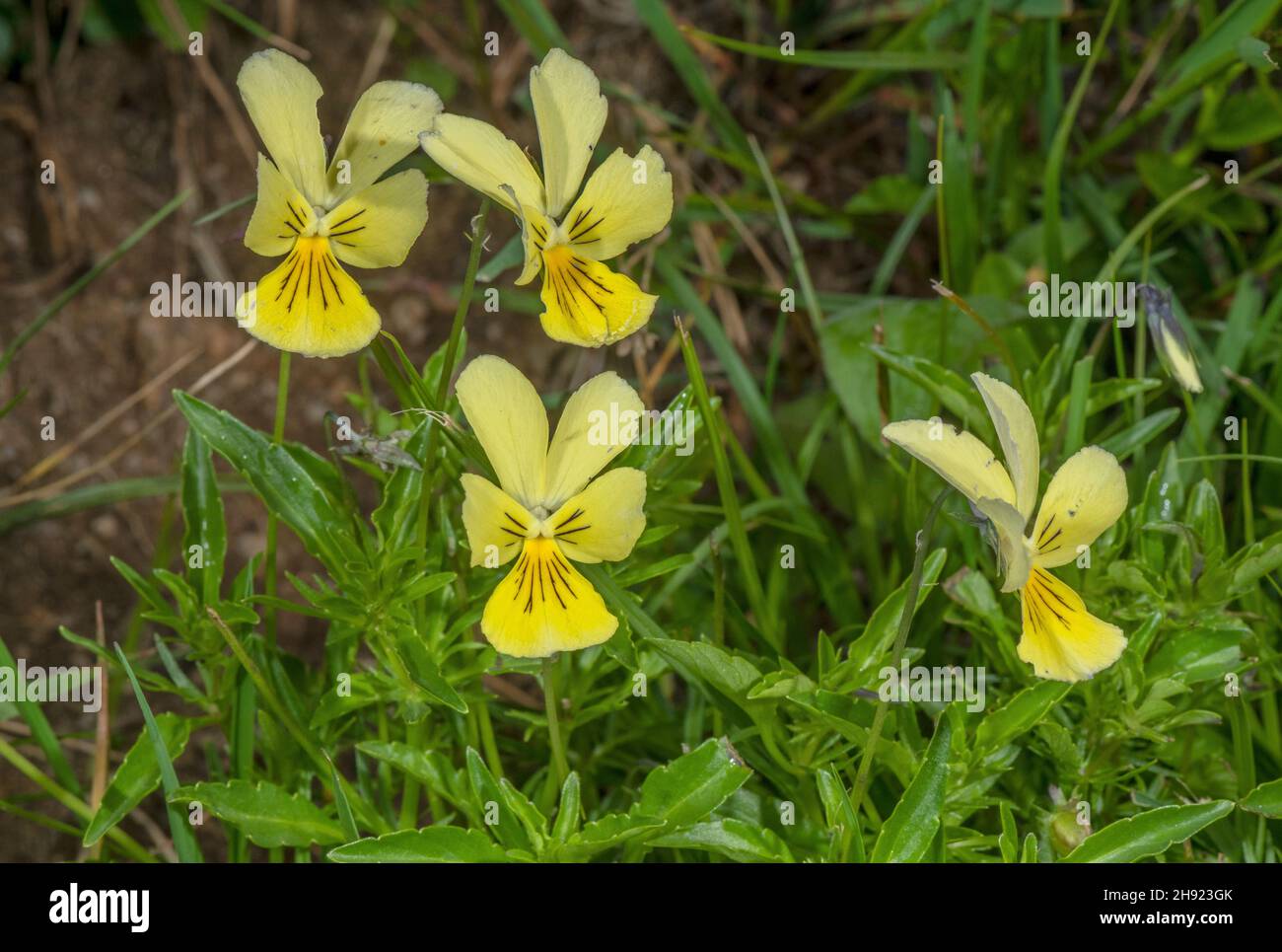 Lutea flowers hi