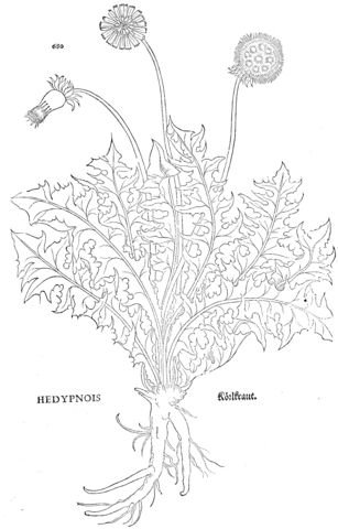 Hedypnois coloring page free printable coloring pages