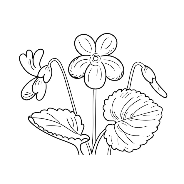 Premium vector handdrawn viola odorata violets flowers line style isolated on white background