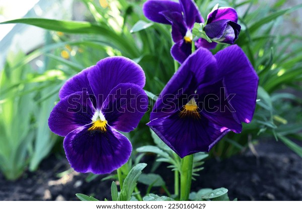 Viola petals images stock photos d objects vectors