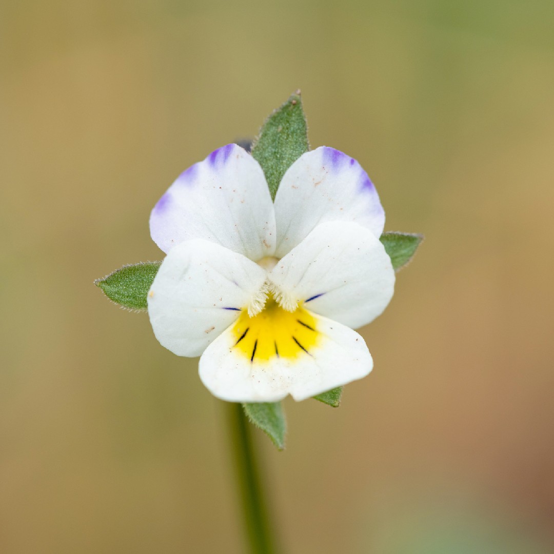 Field pansy viola arvensis flower leaf care uses