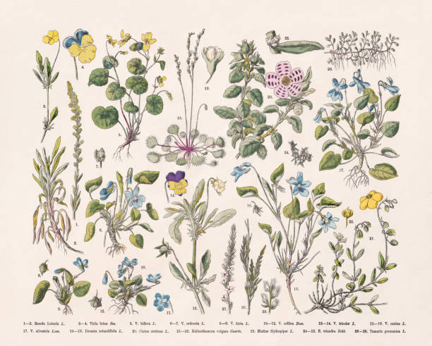 Sweet violet stock illustrations royalty