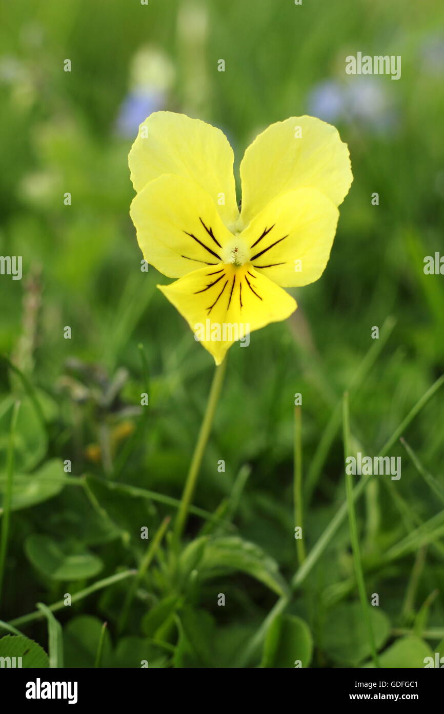 Pansy flower landscape hi