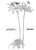 Viola lutea coloring page free printable coloring pages