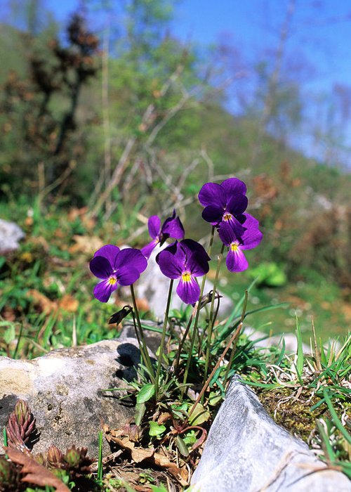 Wild pansies viola eugeniae levieri greeting card by bruno petrigliascience photo library