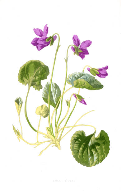 Sweet violet stock illustrations royalty