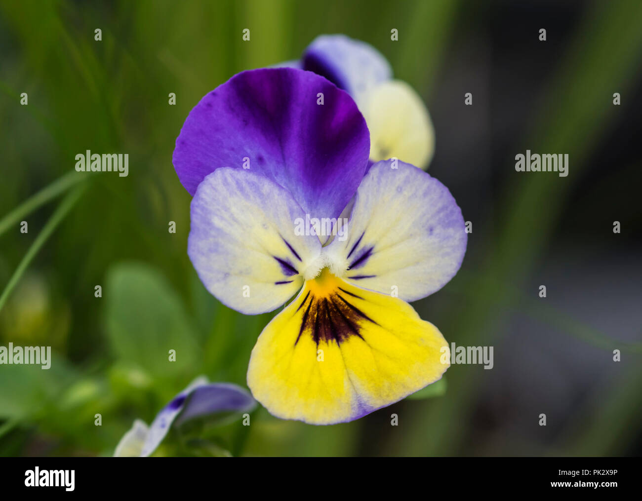 Viola plant uk hi