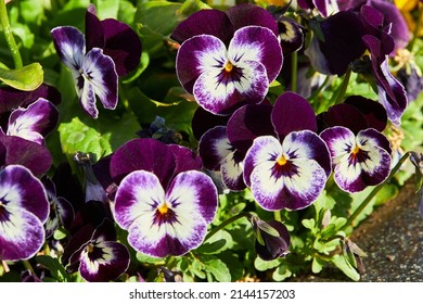 Viola petals images stock photos d objects vectors
