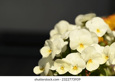 Thousand colore viola royalty
