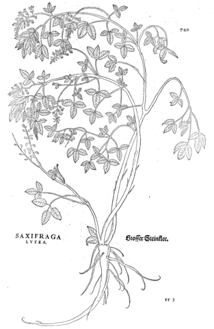 Saxifraga lutea coloring page free printable coloring pages