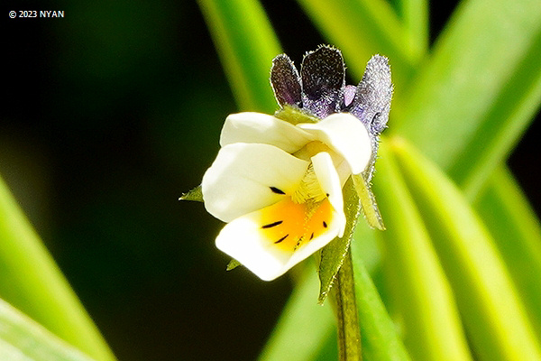 Viola arvensis violet chamber of flower photo gallery internet guide