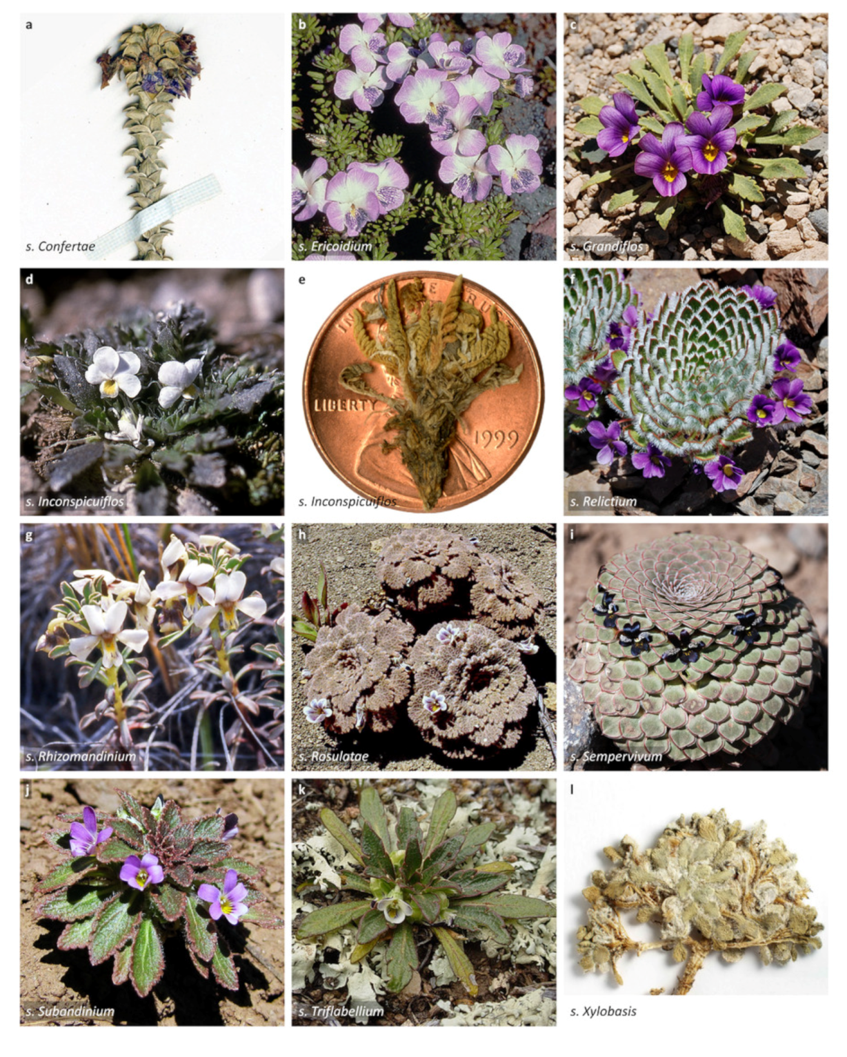 Plants free full