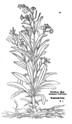Viola lutea coloring page free printable coloring pages