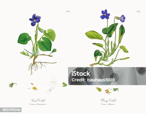 Sweet violet stock illustrations royalty