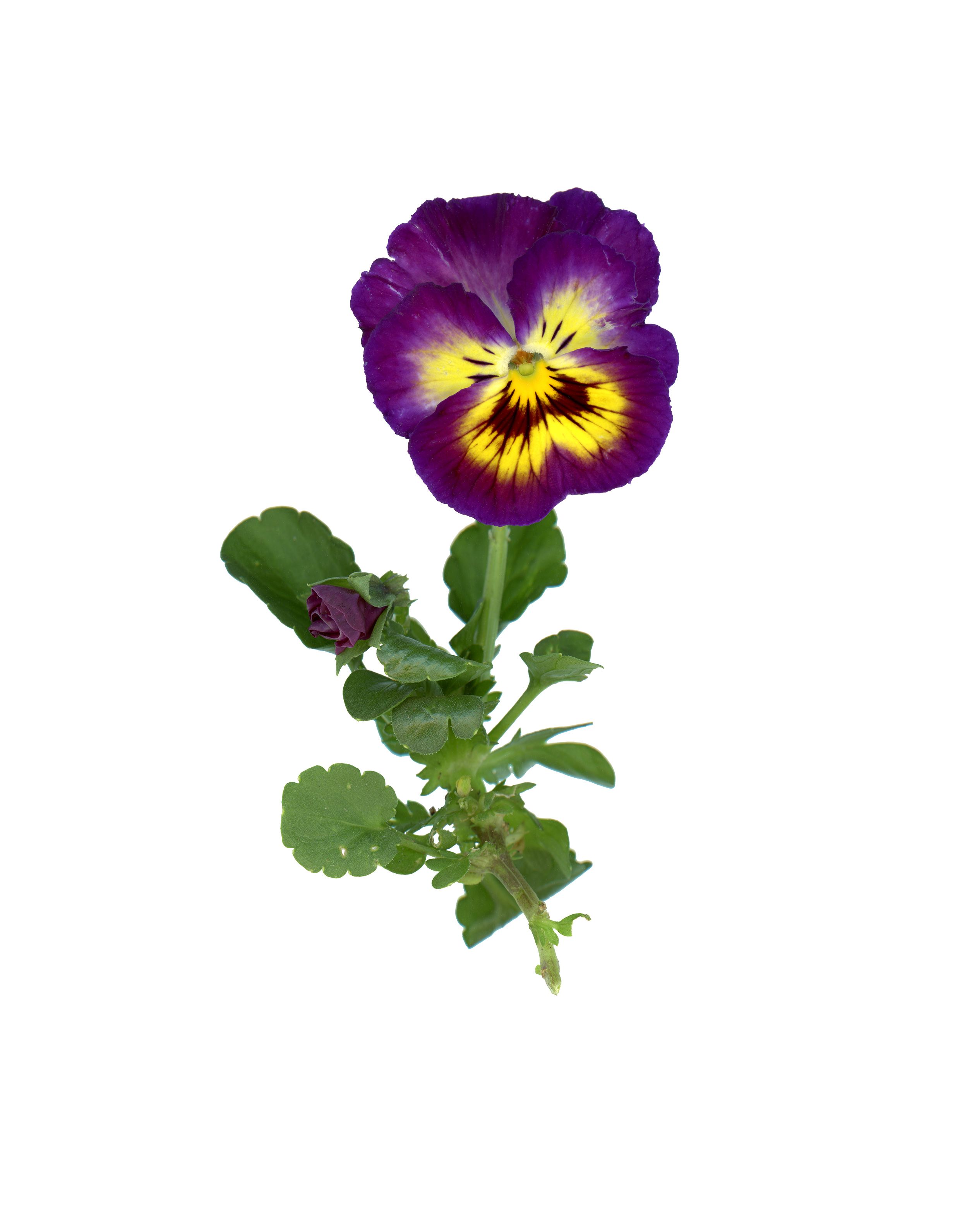 Pansy
