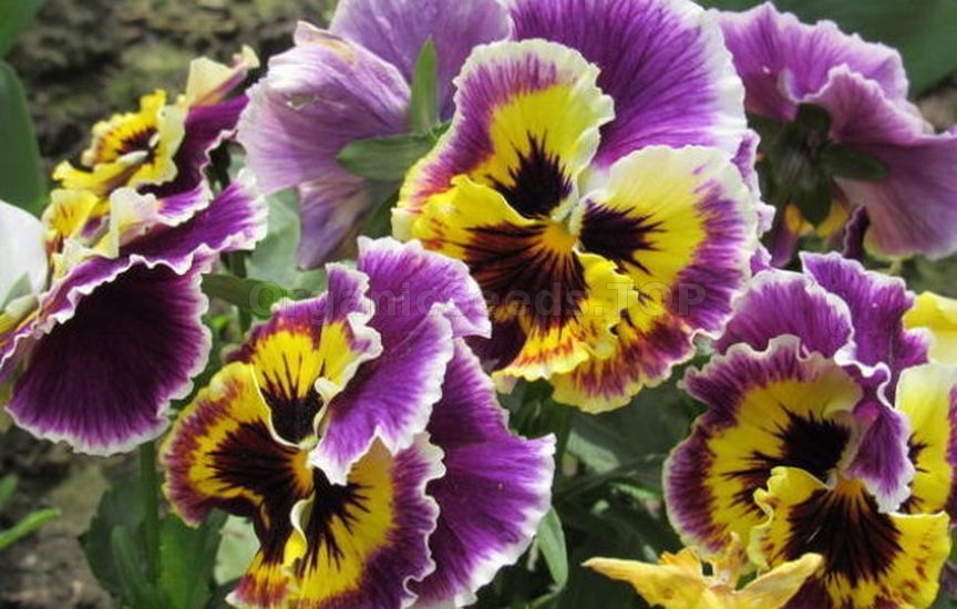 Viola cultivation