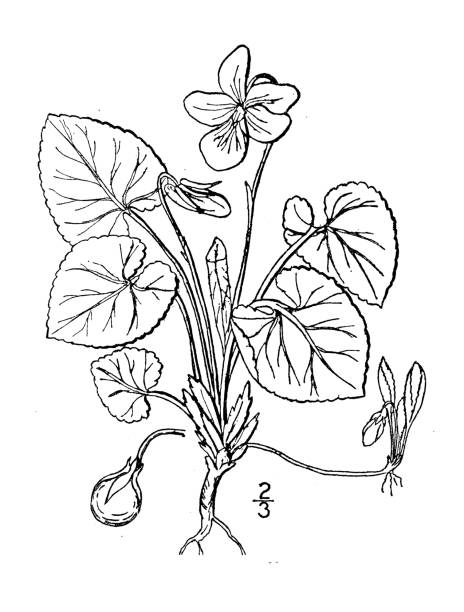 Viola odorata stock illustrations royalty