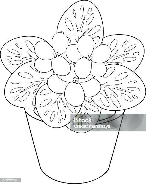 Coloring page with african violet flower in pot stock illustration