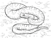 Viper snake coloring pages free coloring pages