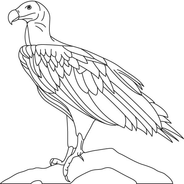 African hooded vulture coloring page download free african hooded vulture coloring page for kids best coloring pages