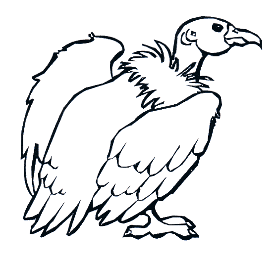 Vulture coloring page zoo animal coloring pages bird coloring pages animal coloring pages