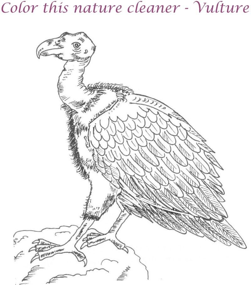 Vulture printable coloring page for kids