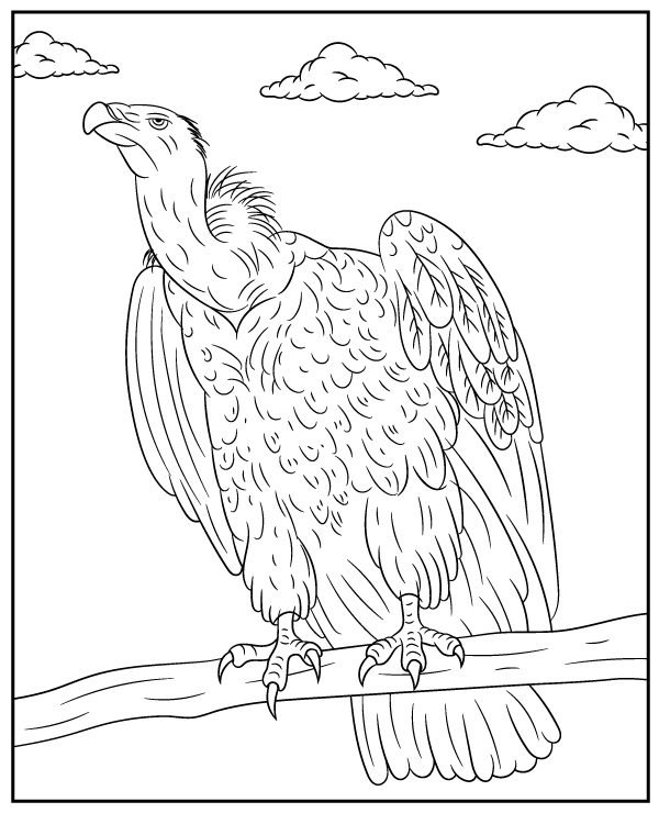 Vulture coloring page african bird
