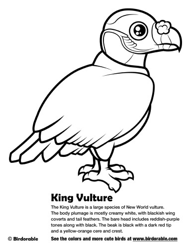 King vulture coloring page by