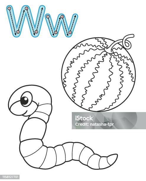 Letter w worm watermelon vector coloring book alphabet printable coloring page for kindergarten and preschool stock illustration