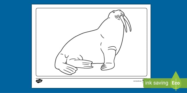 Walrus animal colouri page teacher made
