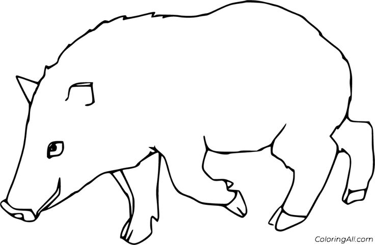 Free printable peccary coloring pages in vector format easy to print from any device and automatically fit any paper size coloring pages color baby quilts