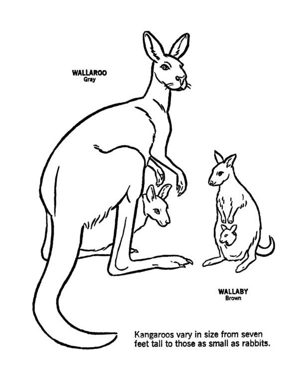 Wallaby brown kangaroo and wallaroo gray kangaroo coloring page coloring pages wallaroo kangaroo