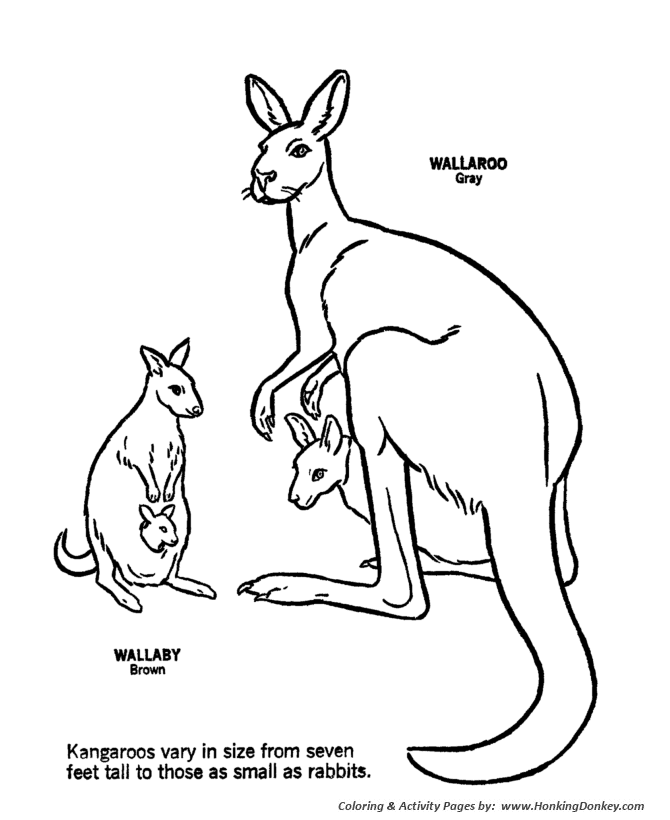 Wild australian kangaroos coloring pages kangaroo coloring page and kids activity sheet