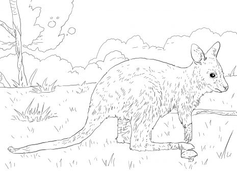 Juvenile bennetts wallaby coloring page super coloring animal coloring pages coloring book pages coloring pages