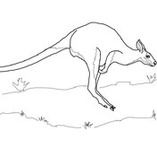 Wallaby coloring pages free coloring pages