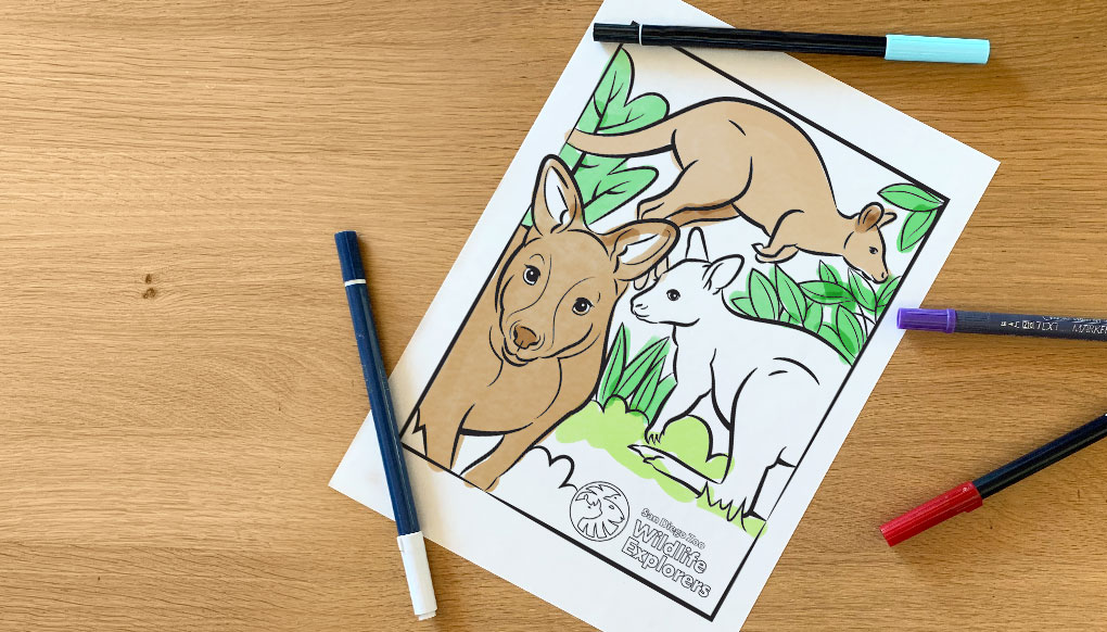Coloring page kangaroo and wallaby san diego zoo wildlife explorers